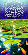 lotus-pond-with-koi.jpg